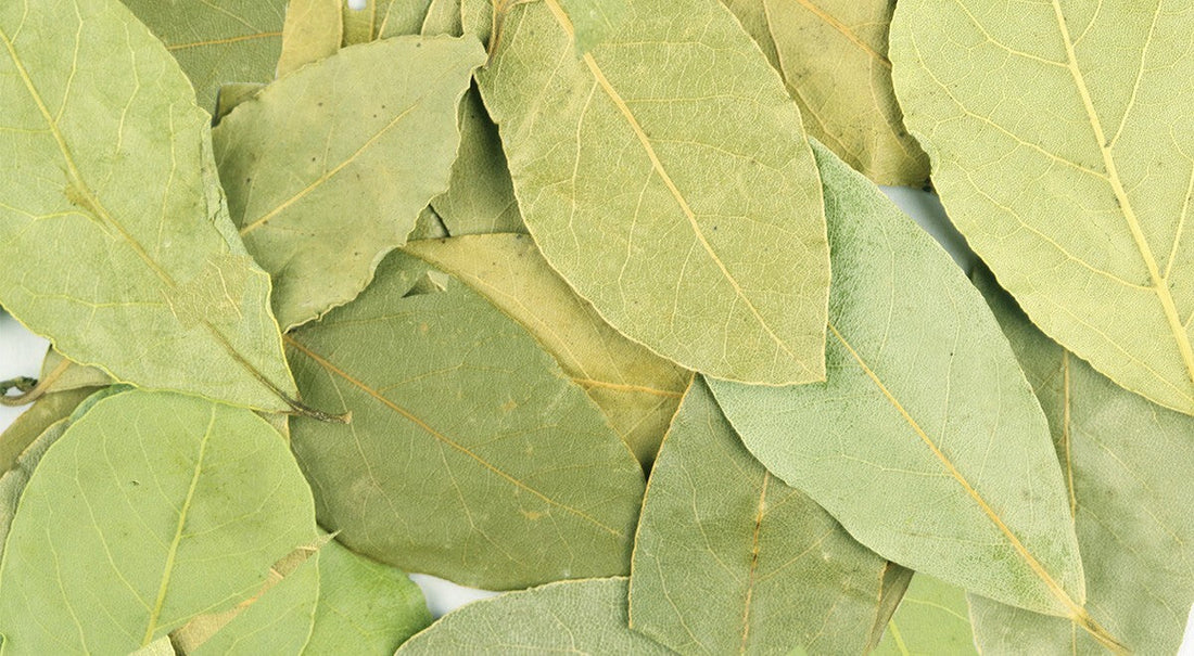 Liść laurowy – szlachetny aromat w każdej kuchni